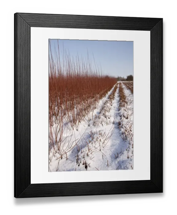 Framed Print : Cut and uncut Osier grown for fencing and basket making with snow Framed Print : Cut and uncut Osier grown for fencing and basket making with snow