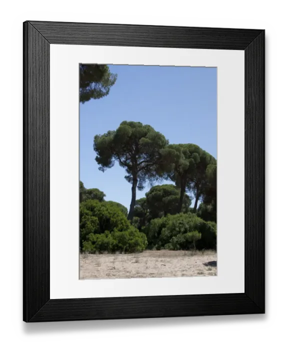 Framed Print : stone or umbrella pine pinus pinea Coto Donana, Spain Framed Print : stone or umbrella pine pinus pinea Coto Donana, Spain