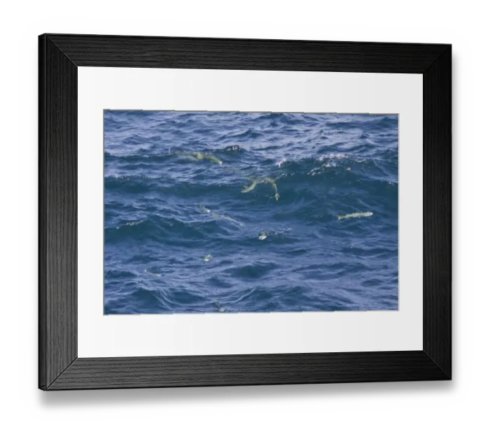 Framed Print : Yellow-tailed Mullet (Mugil rammelsbergii) shoal, feeding at surface of water, Galapagos Islands Framed Print : Yellow-tailed Mullet (Mugil rammelsbergii) shoal, feeding at surface of water, Galapagos Islands
