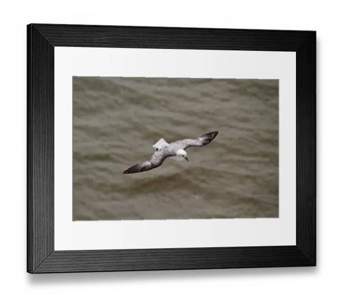 Framed Print : Northern Fulmar in flight Framed Print : Northern Fulmar in flight