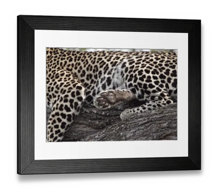 Framed Print : A resting African Leopard shows its paw