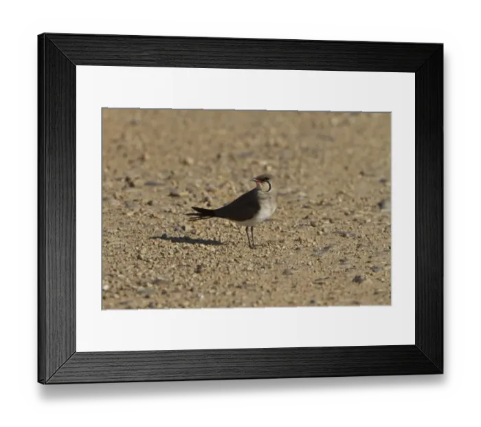 Framed Print : Collared Pratincole - Coto Donana, Spain