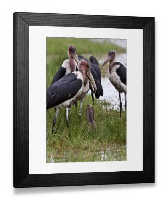 Framed Print : Marabou Storks surround a Mozambique Spitting Cobra