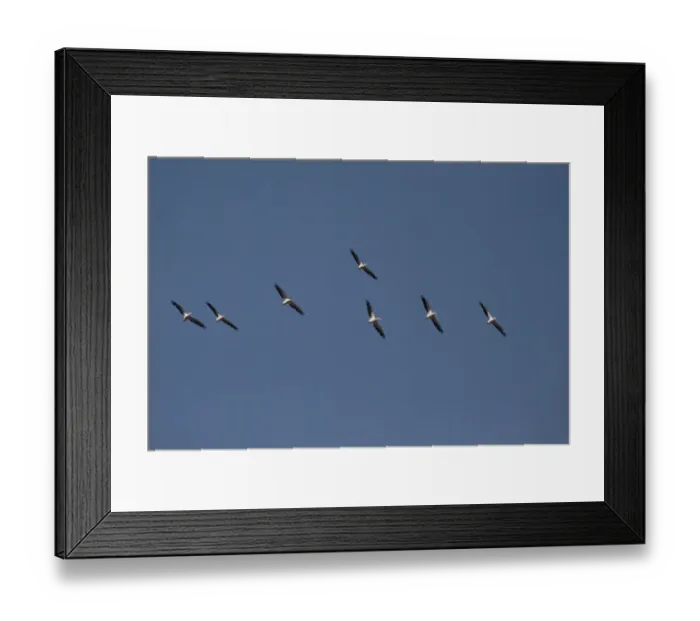 Framed Print : Flock of Eastern or Great White Pelicans - Okavango Delta, Botswana Framed Print : Flock of Eastern or Great White Pelicans - Okavango Delta, Botswana