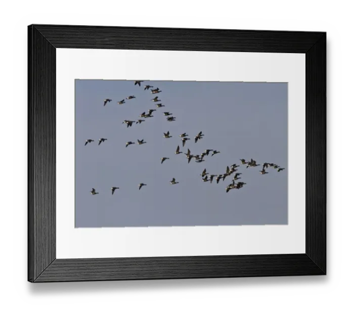 Framed Print : Brent Geese, winter flock flying over Deepdale Marsh, Brancaster, North Norfolk Framed Print : Brent Geese, winter flock flying over Deepdale Marsh, Brancaster, North Norfolk