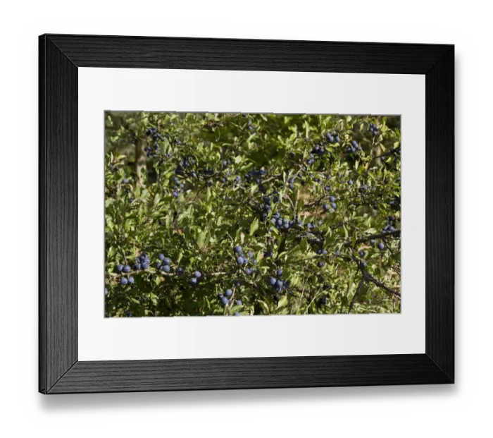 Framed Print : Sloe or Blackthorn fruits in autumn hedgerow Framed Print : Sloe or Blackthorn fruits in autumn hedgerow