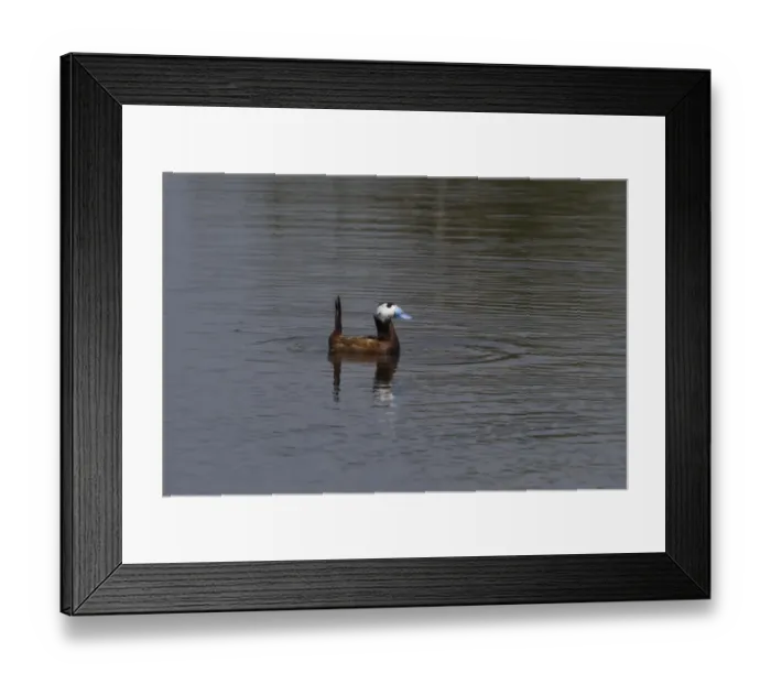 Framed Print : Male White headed Duck with ducklings - Coto Donana Spain Framed Print : Male White headed Duck with ducklings - Coto Donana Spain