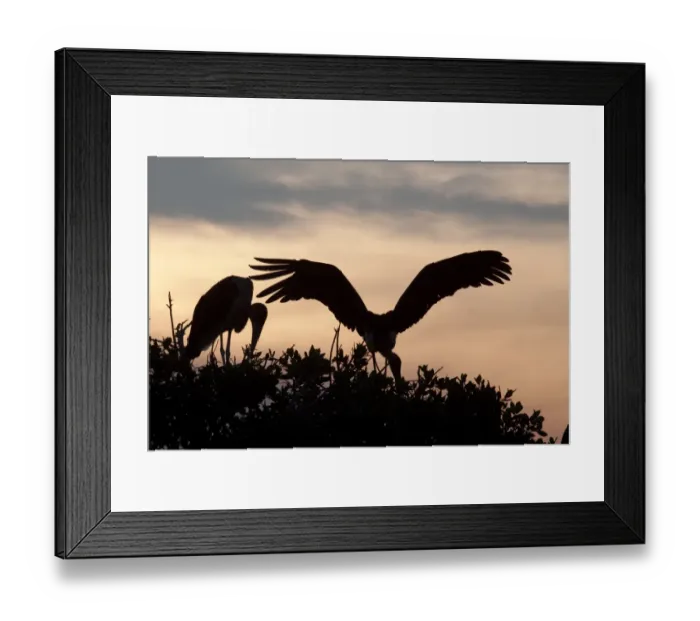 Framed Print : The Marabou Storks at sun set in the Okavango Delta Botswana. Marabous are a large wading bird in the stork family Framed Print : The Marabou Storks at sun set in the Okavango Delta Botswana. Marabous are a large wading bird in the stork family