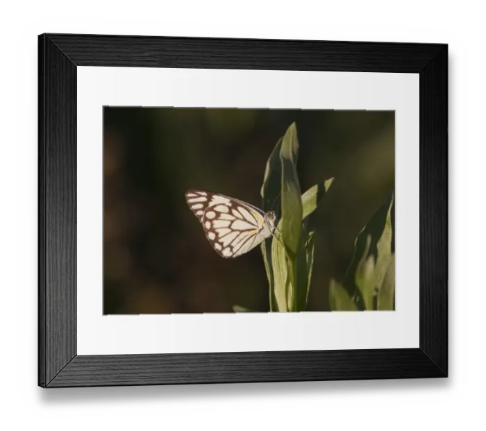 Framed Print : Brown veined White Butterfly Belenois aurota - millions migrate usually towards the north east in southern africa Framed Print : Brown veined White Butterfly Belenois aurota - millions migrate usually towards the north east in southern africa