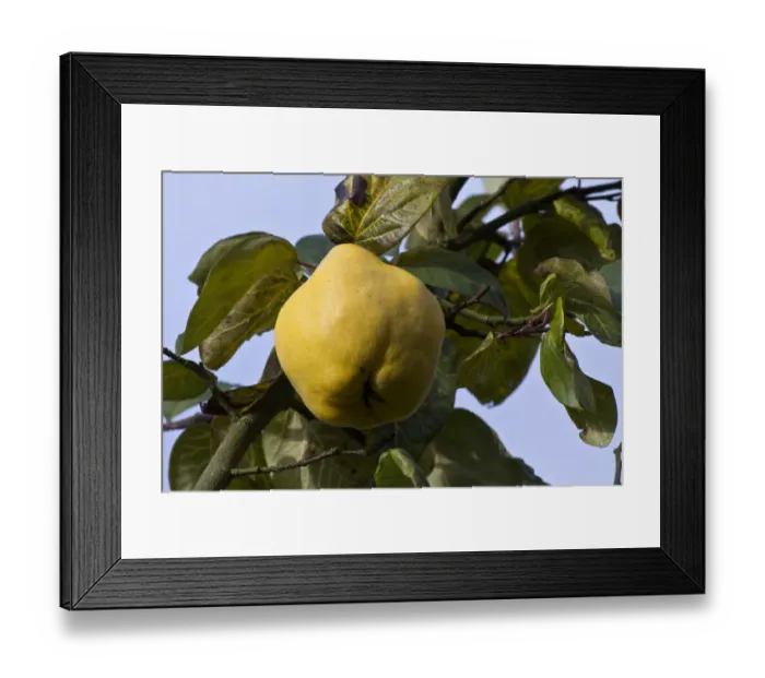 Framed Print : Quince (Cydonia oblonga) fruit, has lumpy yellow skin and hard flesh that is quite bitter so shouldn t be eaten raw Framed Print : Quince (Cydonia oblonga) fruit, has lumpy yellow skin and hard flesh that is quite bitter so shouldn t be eaten raw