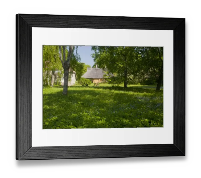 Framed Print : Flowery wooded meadow at edge of village, Koguva Museum Village, Muhu Island, Estonia, may Framed Print : Flowery wooded meadow at edge of village, Koguva Museum Village, Muhu Island, Estonia, may