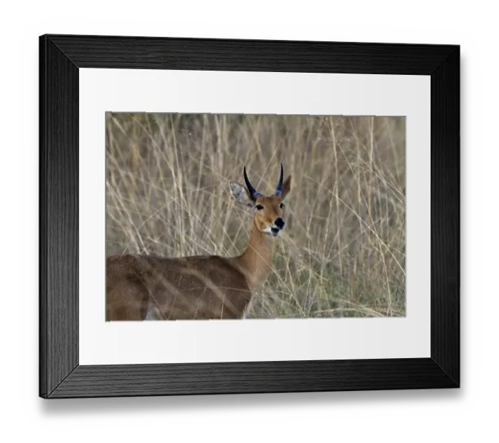 Framed Print : Male reedbuck standing in tall grass near Kwara, Okavango Delta Botswana