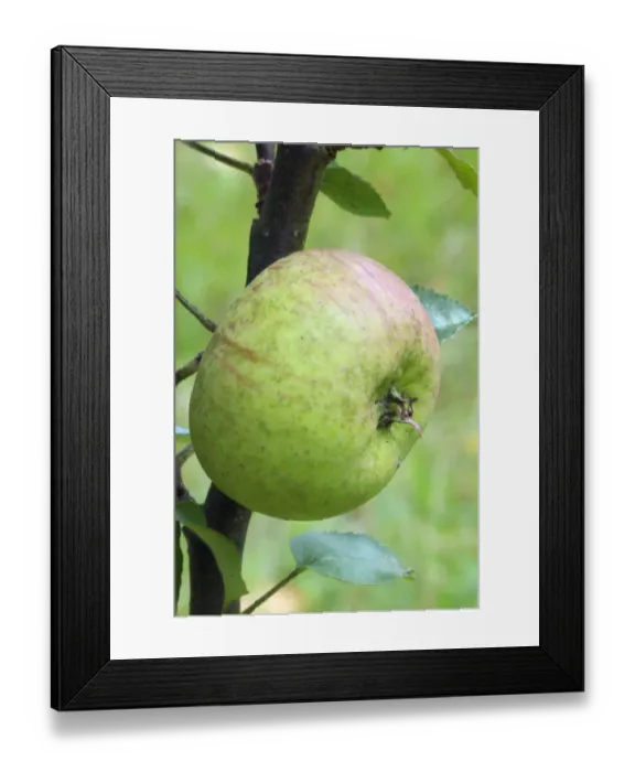 Framed Print : Bramley Apple Framed Print : Bramley Apple