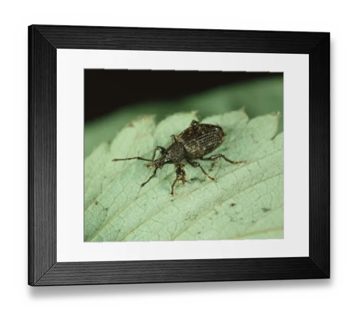 Framed Print : Vine Weevil (Otiorhynchus sulcatus) on Strawberry (Fragaria x annassa) leaf Framed Print : Vine Weevil (Otiorhynchus sulcatus) on Strawberry (Fragaria x annassa) leaf