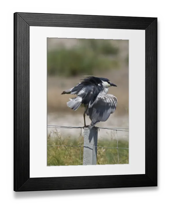 Framed Print : Black crowned night Heron adult on fence post Shaking after preening - Coto Donana, Spain Framed Print : Black crowned night Heron adult on fence post Shaking after preening - Coto Donana, Spain