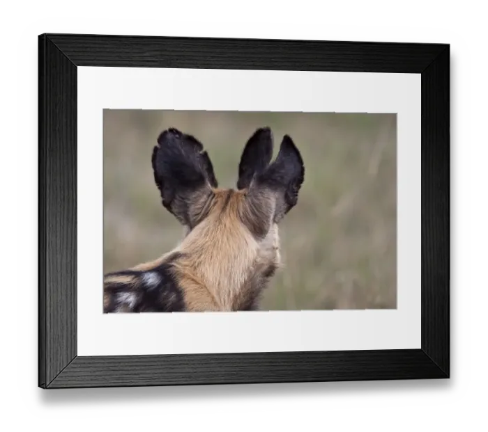 Framed Print : The battle scared ears of a hunting dog. Lycaon pictus is a large canid found only in Africa
