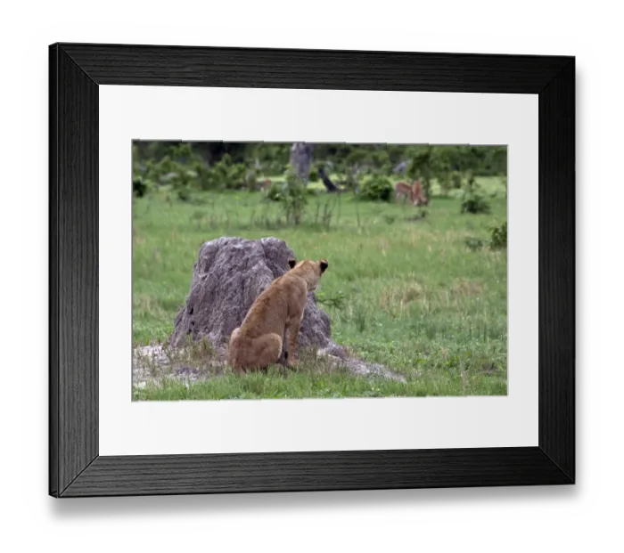 Framed Print : Female lion watches impala herd from the cover of a termite hill Framed Print : Female lion watches impala herd from the cover of a termite hill