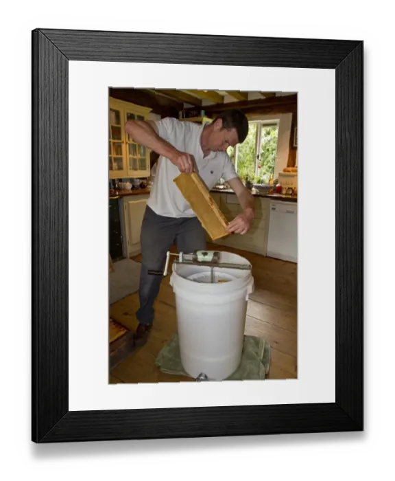 Framed Print : The honey comb frames are placed into a spinning drum and then spun at high speed to separate the honey from the comb Framed Print : The honey comb frames are placed into a spinning drum and then spun at high speed to separate the honey from the comb