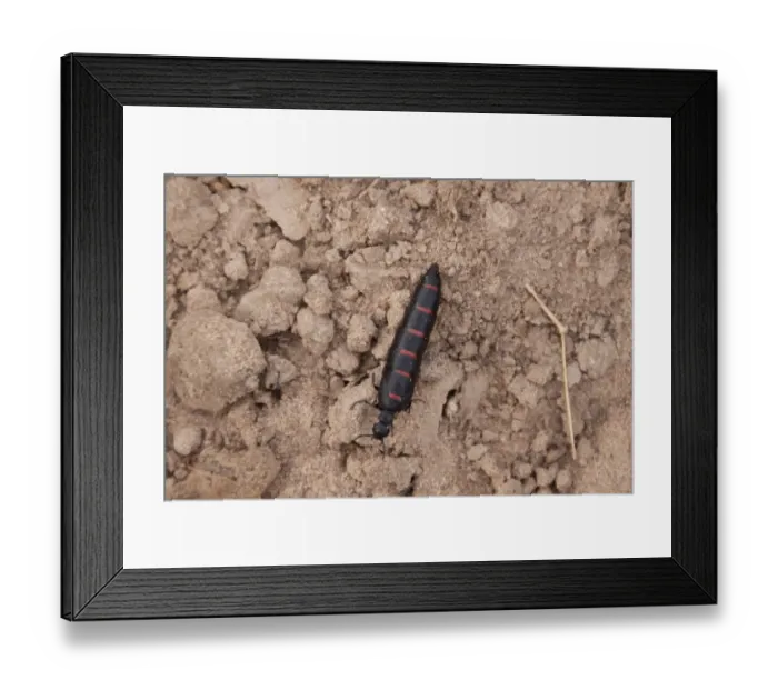 Framed Print : Red-striped Oil Beetle Meloe majalis