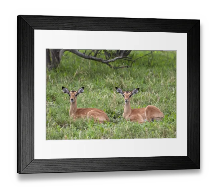 Framed Print : Two resting young Impalas - Botswana Framed Print : Two resting young Impalas - Botswana