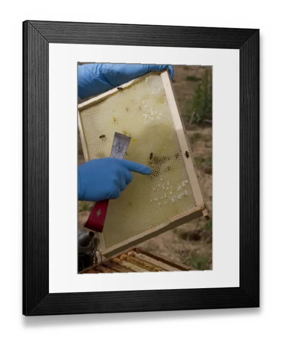 Framed Print : Examining the new comb from the brood box for possible problems such as parasites Framed Print : Examining the new comb from the brood box for possible problems such as parasites