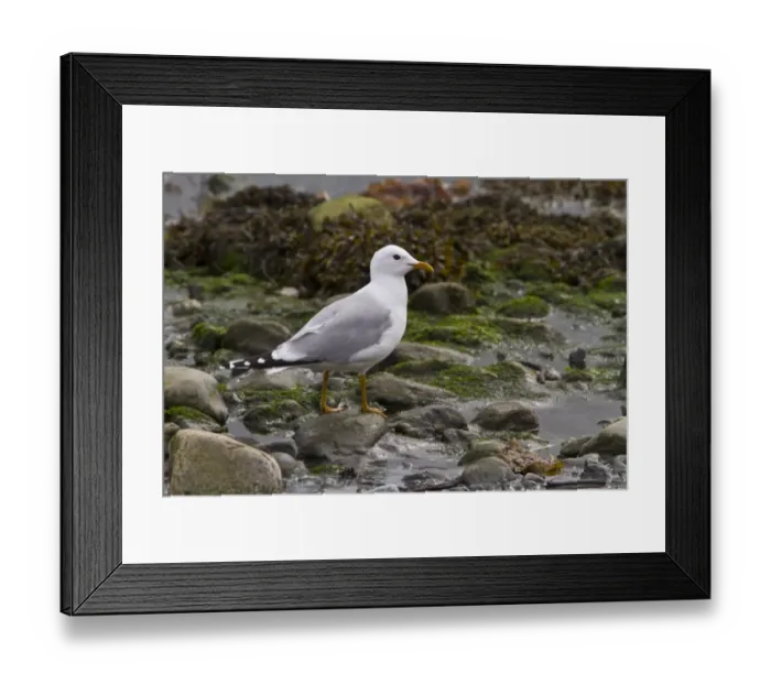 Framed Print : Common Gull on sea shore, Jura, Scotland Framed Print : Common Gull on sea shore, Jura, Scotland