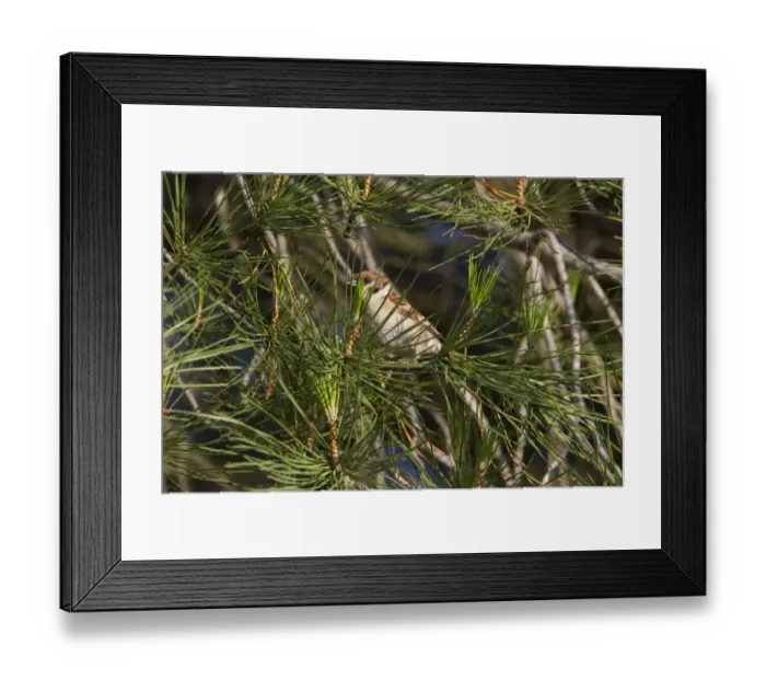 Framed Print : Tree Sparrow in Stone Pine tree - Spain