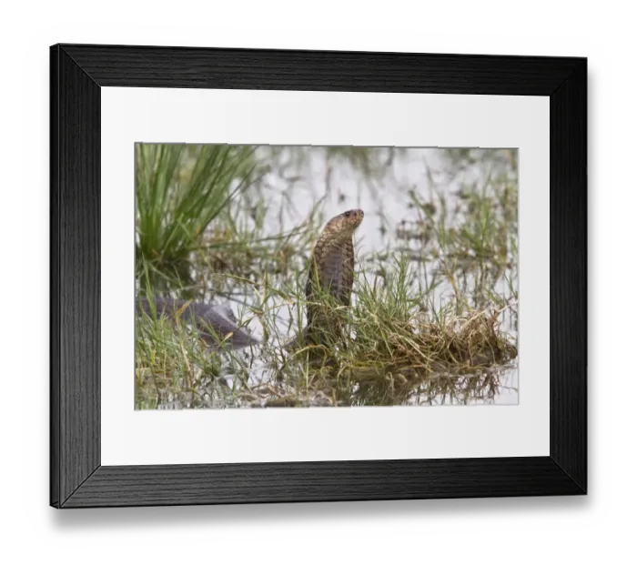 Framed Print : Mozambique Spitting Cobra in The Okavango Delta - Botswana