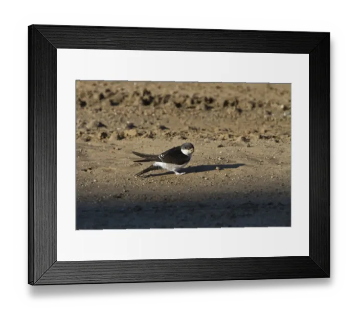 Framed Print : House Martins collect mud for nest building