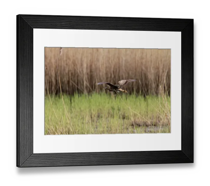 Framed Print : Bittern flying over reed beds at RSPB Minsmere Suffolk Framed Print : Bittern flying over reed beds at RSPB Minsmere Suffolk