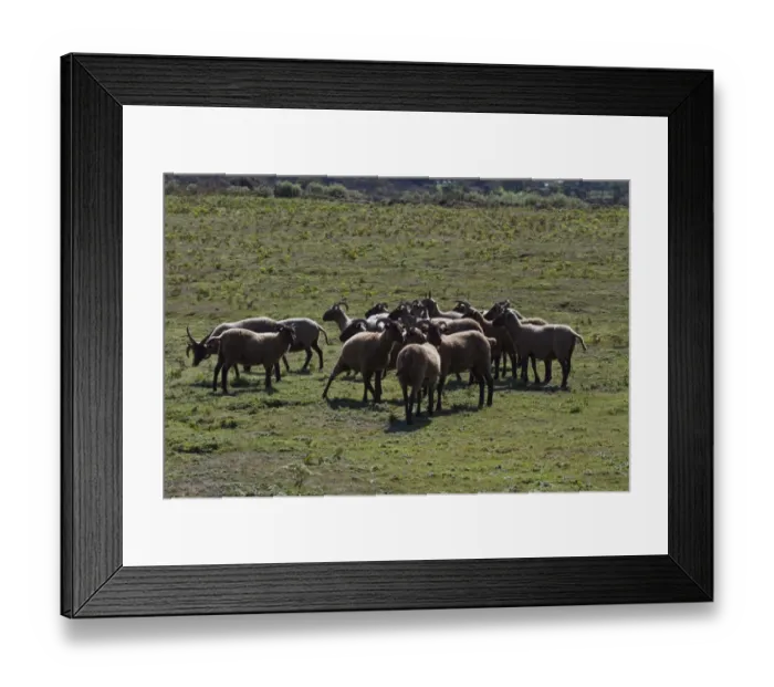 Framed Print : Manx Loaghtan breed of sheep reintroduced to Jersey#s northern coast Framed Print : Manx Loaghtan breed of sheep reintroduced to Jersey#s northern coast