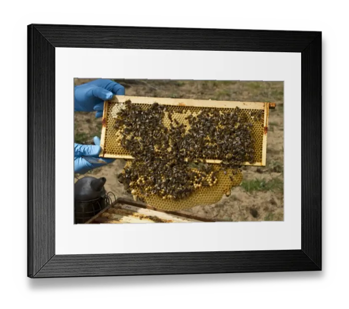 Framed Print : Worker bees tending drone and honey / nectar cells in the brood frame part of the hive