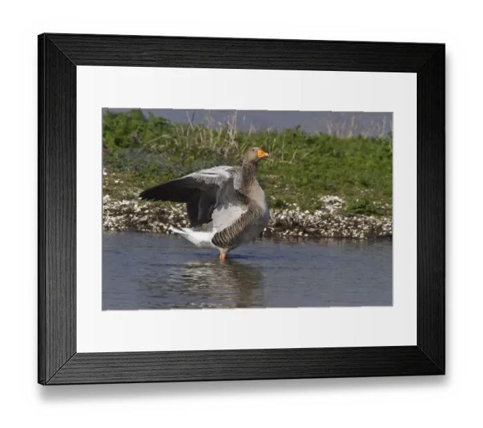 Framed Print : Greylag goose wing flapping - Minsmere spring Framed Print : Greylag goose wing flapping - Minsmere spring