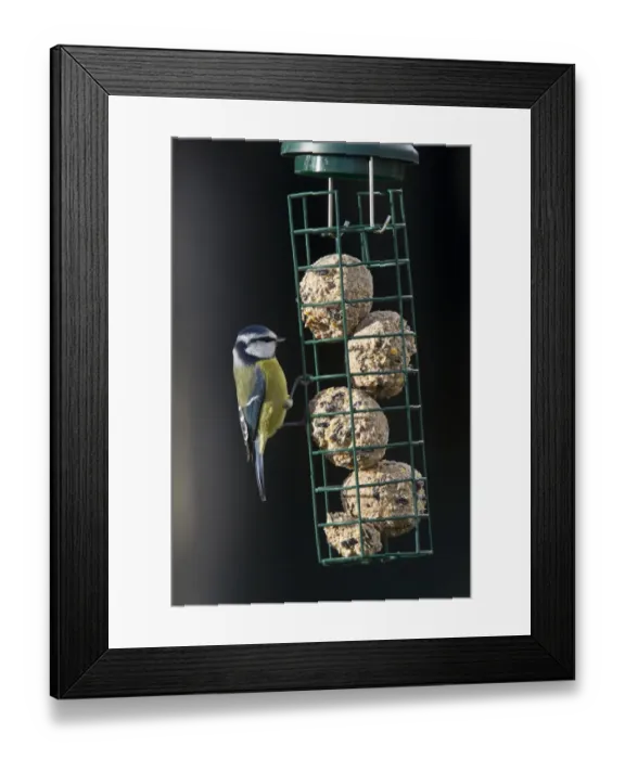 Framed Print : Blue tit on garden feeder full of fat balls