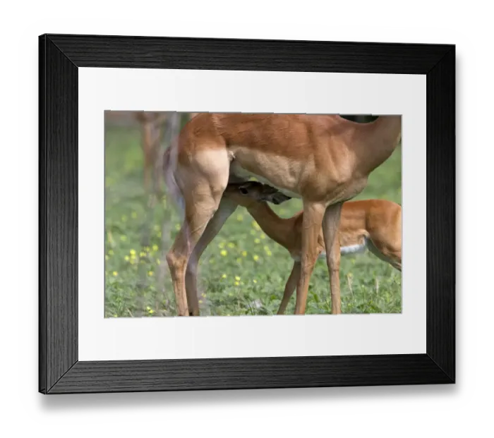 Framed Print : Young Impala suckles from its mother - Botswana Framed Print : Young Impala suckles from its mother - Botswana