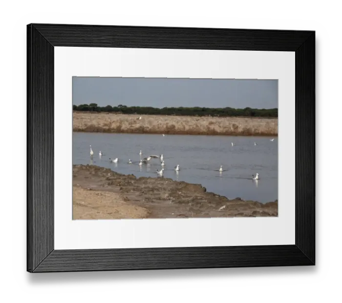 Framed Print : Slender billed gulls with little egret - Coto Donana, Spain Framed Print : Slender billed gulls with little egret - Coto Donana, Spain