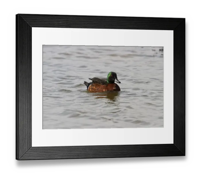 Framed Print : Chestnut Teal - male (photographed at minsmere bird reserve March 2010, an escaped bird) Framed Print : Chestnut Teal - male (photographed at minsmere bird reserve March 2010, an escaped bird)