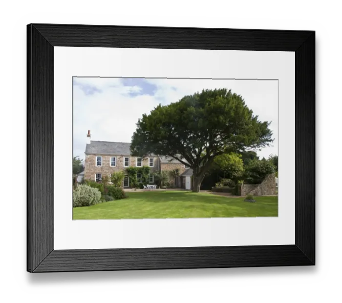 Framed Print : Common yew tree in the garden of La Chasse, Trinity, Jersey Framed Print : Common yew tree in the garden of La Chasse, Trinity, Jersey