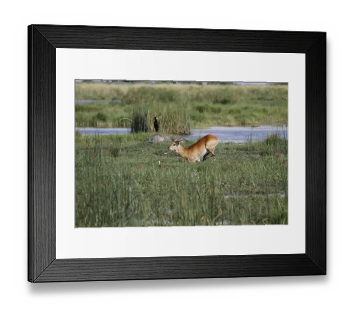 Framed Print : Male Red Lechwe Running Okavango Delta near Kwara. Lechwe are found in marshy areas where they eat aquatic plants Framed Print : Male Red Lechwe Running Okavango Delta near Kwara. Lechwe are found in marshy areas where they eat aquatic plants