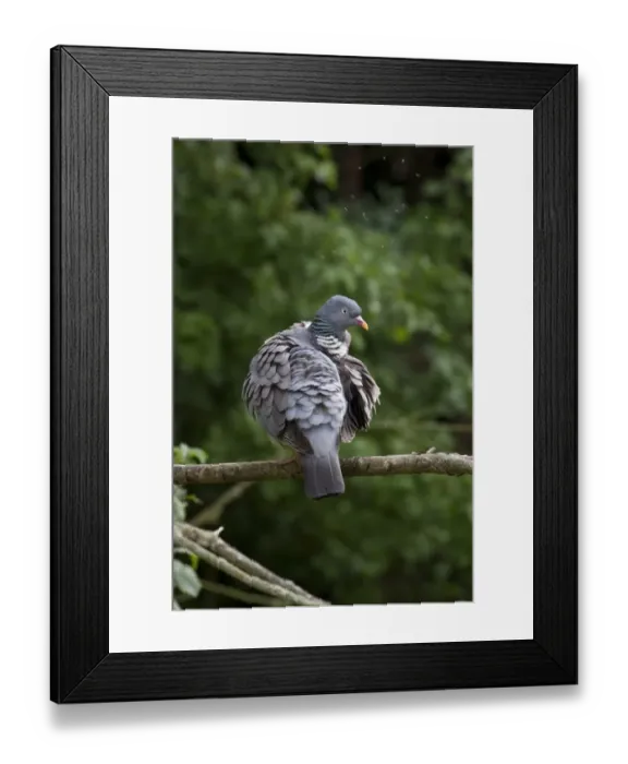 Framed Print : Wood Pigeon preening its feathers. Note the gnats flying above the head of the bird Framed Print : Wood Pigeon preening its feathers. Note the gnats flying above the head of the bird