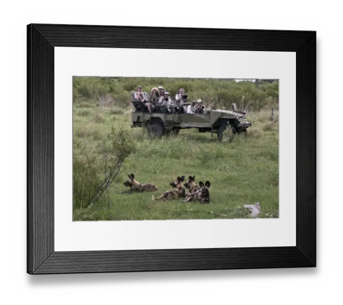 Framed Print : Tourists watch african Hunting dogs, Botswana Framed Print : Tourists watch african Hunting dogs, Botswana
