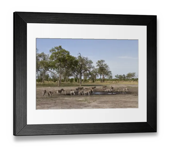 Framed Print : Burchells Zebra group by waterhole. Near Lebala, Botswana Framed Print : Burchells Zebra group by waterhole. Near Lebala, Botswana