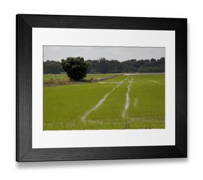 Framed Print : Rice growing in Andalusia Spain