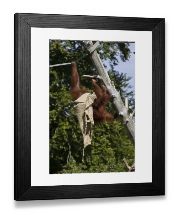 Framed Print : Orangutan at Durrell Wildlife Conservation Trust, Jersey, plays with old sack Framed Print : Orangutan at Durrell Wildlife Conservation Trust, Jersey, plays with old sack