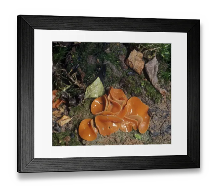 Framed Print : Orange peel Fungus, Peziza aurantia Framed Print : Orange peel Fungus, Peziza aurantia