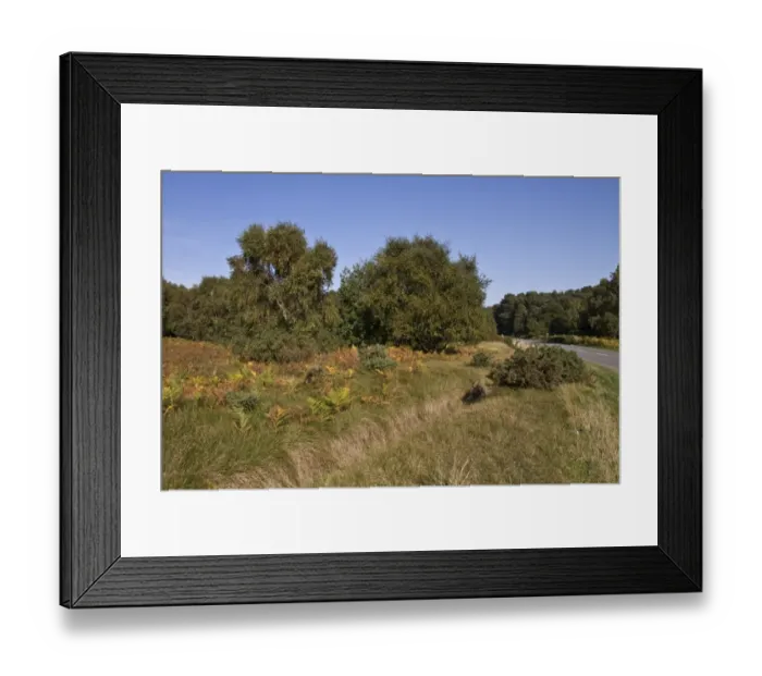Framed Print : An autumn view Blaxhall Heath common, Tunstall Forest, Suffolk, England Framed Print : An autumn view Blaxhall Heath common, Tunstall Forest, Suffolk, England