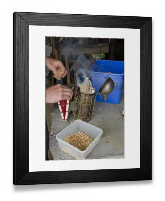 Framed Print : preparing the smoker used to pacify the honey bees, wood chipping and paper are used to make the smoke Framed Print : preparing the smoker used to pacify the honey bees, wood chipping and paper are used to make the smoke