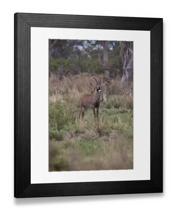 Framed Print : Roan Antelope (Hippotragus equinus) is a savanna antelope found in West, Central, East Africa and Southern Africa Framed Print : Roan Antelope (Hippotragus equinus) is a savanna antelope found in West, Central, East Africa and Southern Africa