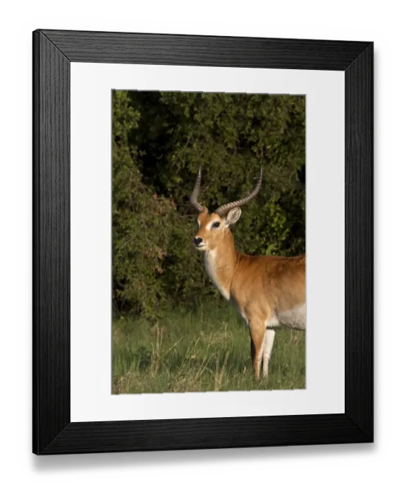 Framed Print : Male Red Lechwe Okavango Delta near Kwara. Lechwe are found in marshy areas where they eat aquatic plants Framed Print : Male Red Lechwe Okavango Delta near Kwara. Lechwe are found in marshy areas where they eat aquatic plants