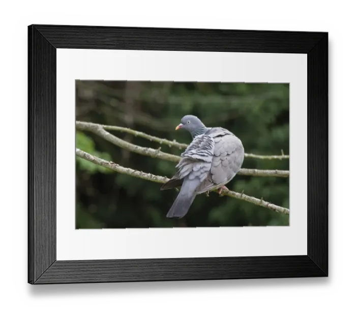 Framed Print : Wood Pigeon (Columba palumbus) adult, preening Framed Print : Wood Pigeon (Columba palumbus) adult, preening